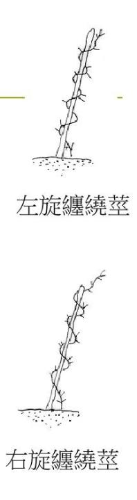 野地里带刺的植物叫什么,容易让人花粉过敏的植物