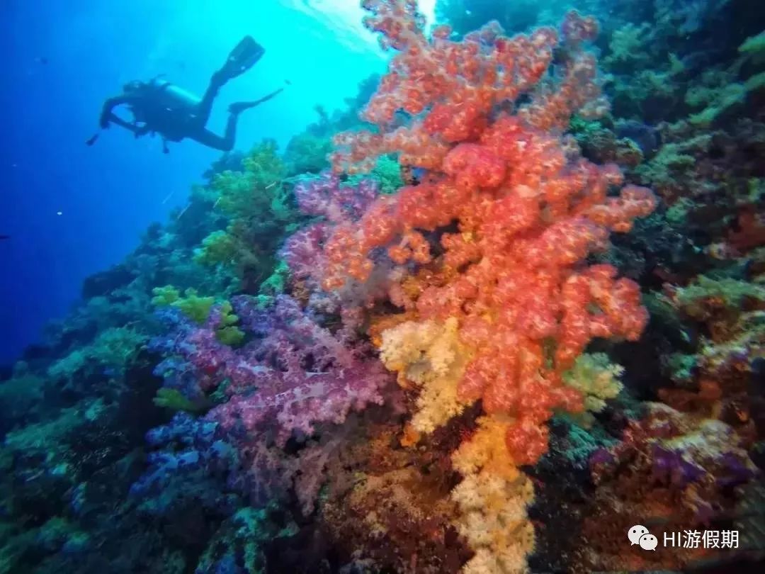 帕劳蓝洞潜水美人鱼,蓝色大海里的帕劳