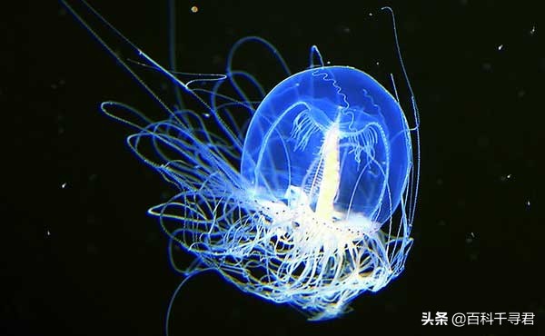 针对网上盛传的各种关于动物的谣言和误解,谈一谈我所了解的真相