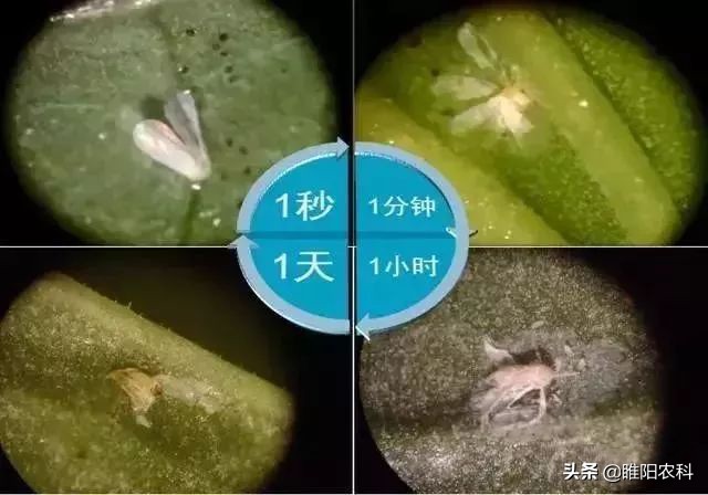 又一个新型农药增效剂上市，农药中加上一点，药效能提高1～3倍