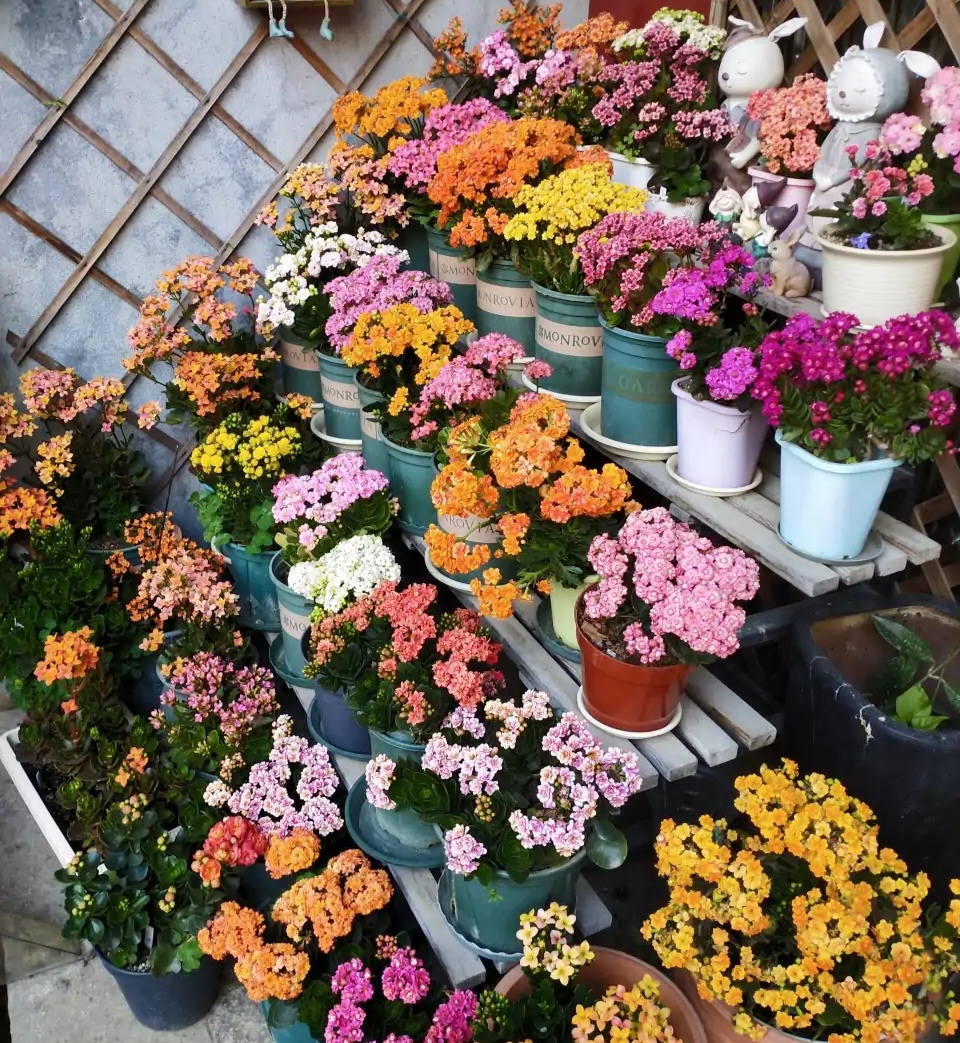 长寿花落蕾处理方法视频,长寿花打花苞