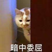 被猫咪抓伤多久之内打狂犬疫苗,被猫咪抓伤到底要不要打狂犬疫苗