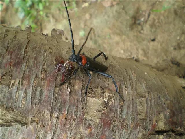 琥珀的形成过程简单介绍,原来琥珀是这么来的