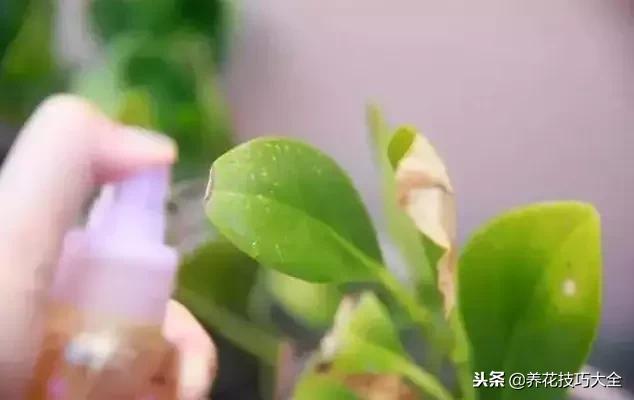 浇水把花给淹死了,挽救浇水太多植物