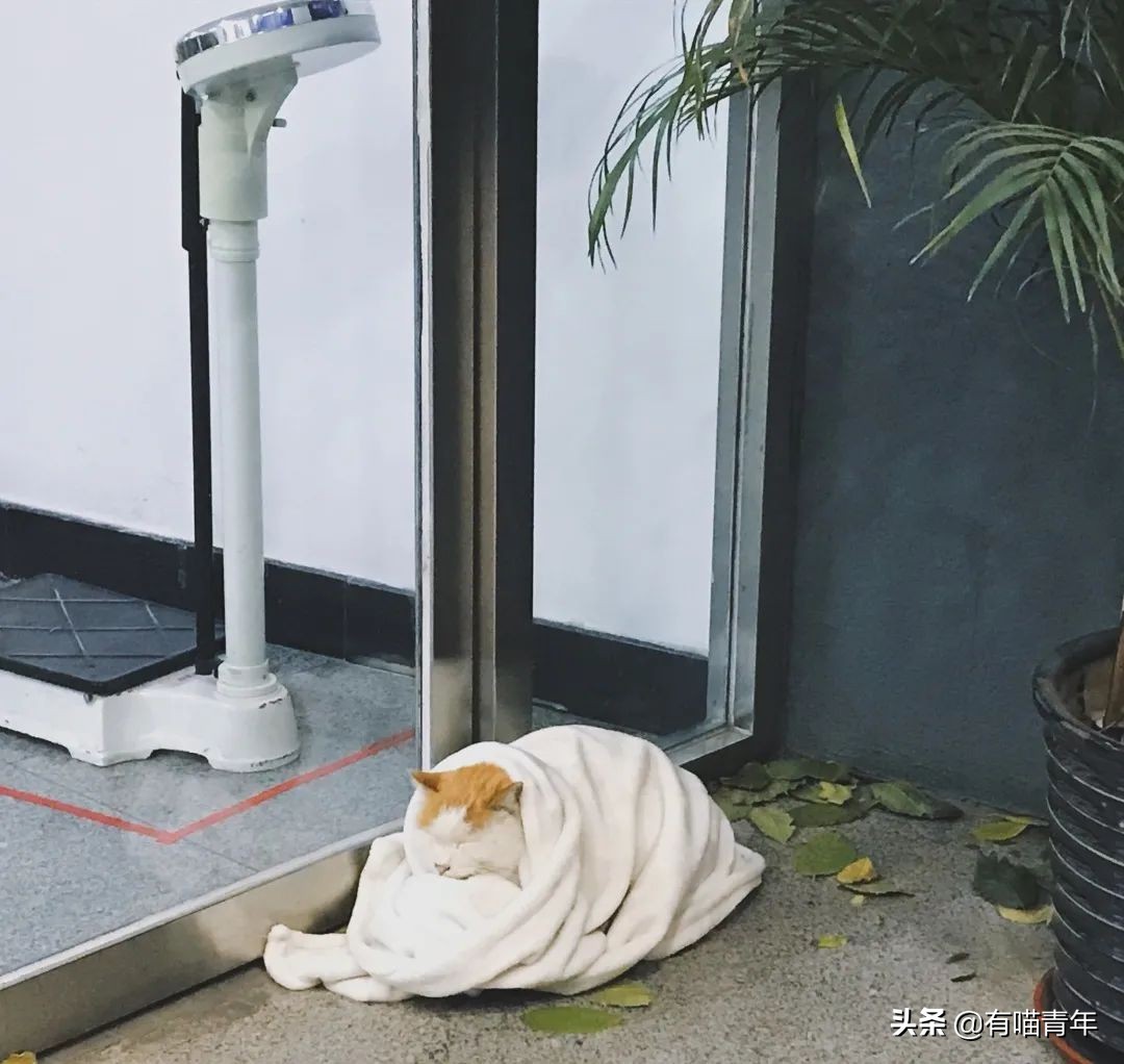 北大猫咪图鉴,中国人民大学猫咪图鉴