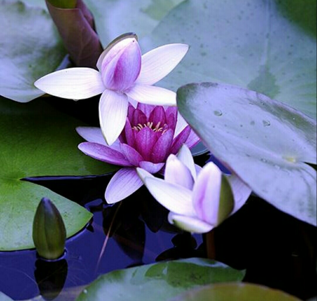 睡莲怎么养才有开花的现象,睡莲在室内如何养护才能快速开花