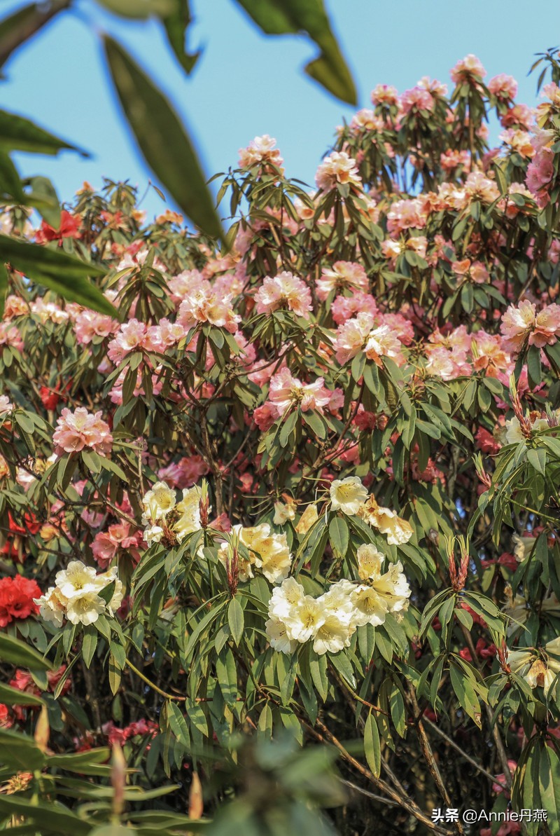 百里杜鹃花开如海,百里杜鹃百里盛开