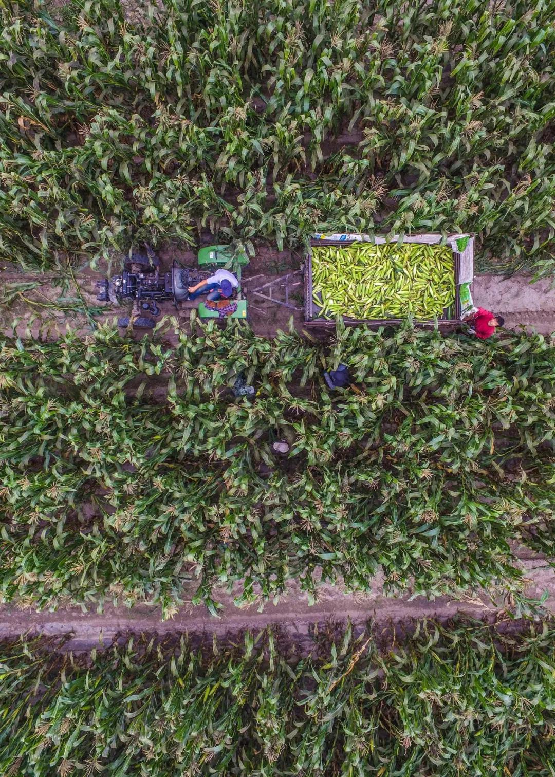 南北相济，中国580多个“菜篮子”是如何炼成的？