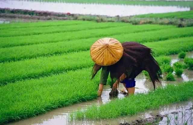 芒种种出新希望,芒种和幸福播种
