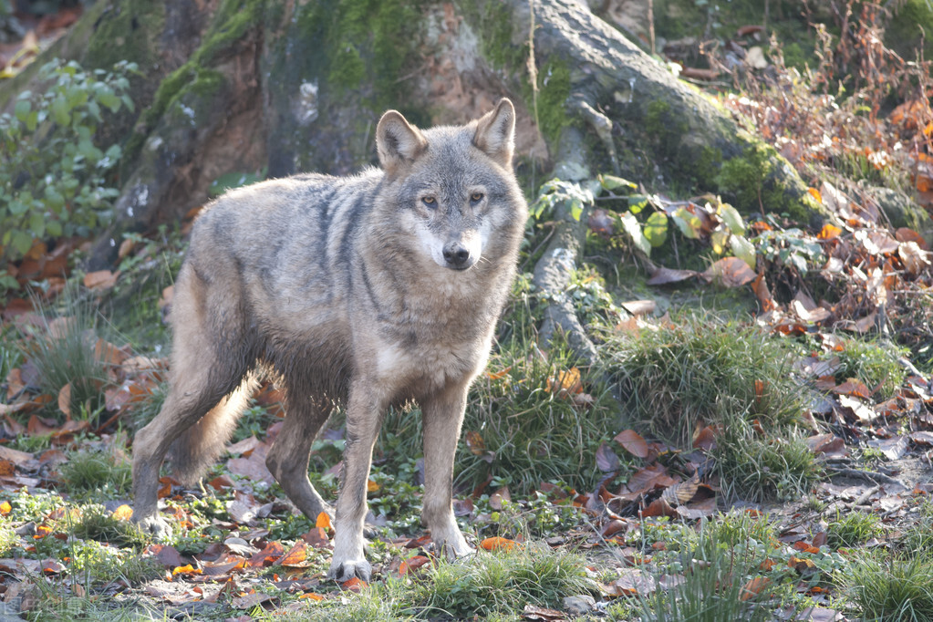白山林海奇案！狼咬伤了意图*暴强**妈妈的坏蛋，妈妈却成了凶手