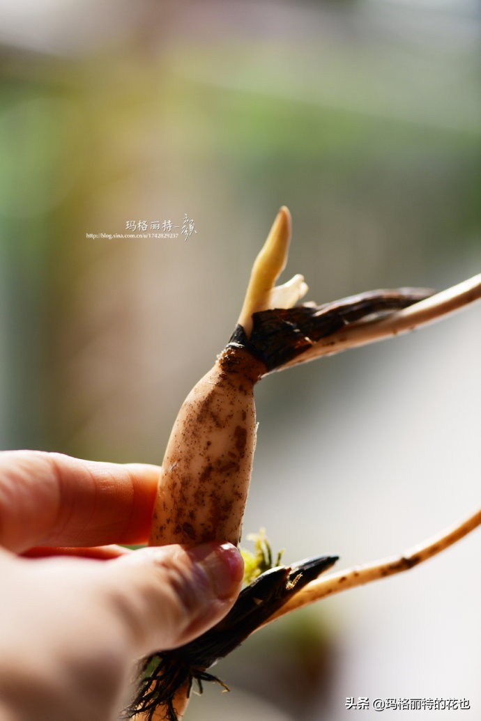 碗莲种子种植步骤及注意事项,碗莲种植方法超简单的快来看看吧