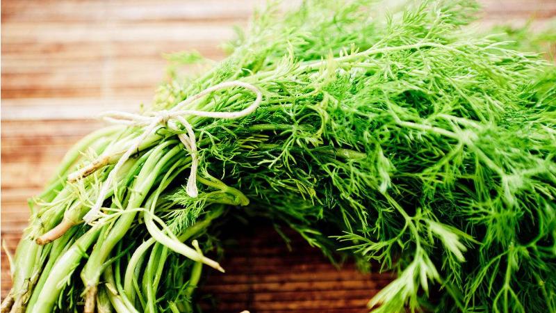 茴香种植最简单方法,茴香怎么种植小技巧简单