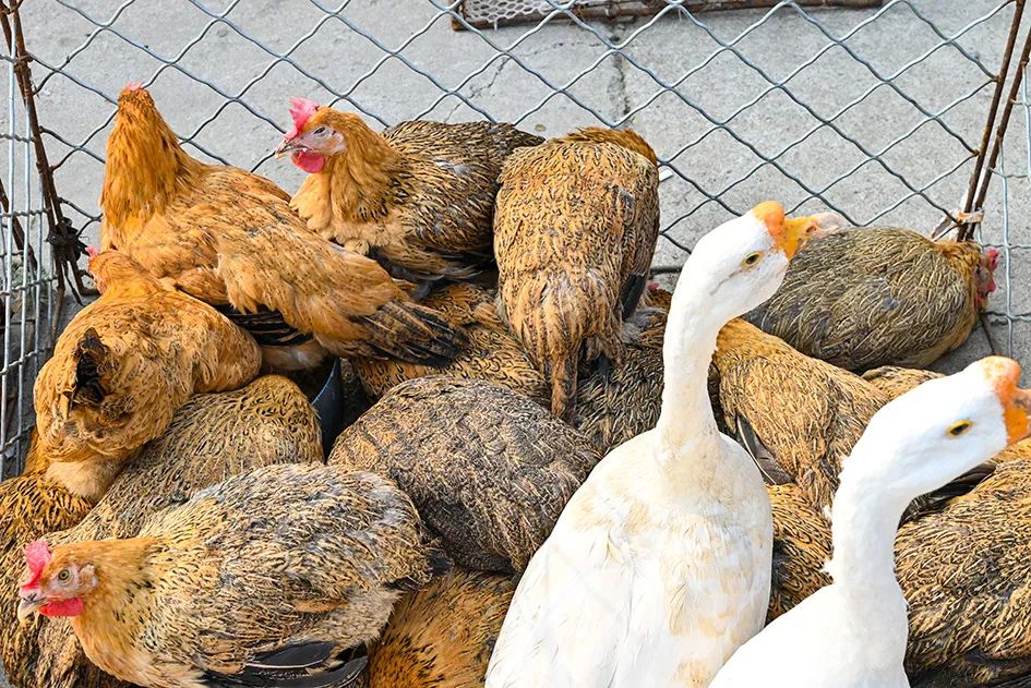 满满的烟火气逛大集真好玩,最值得逛的大集