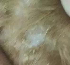 狗狗不同品种颜色分类,狗狗不同的类型有哪些特点