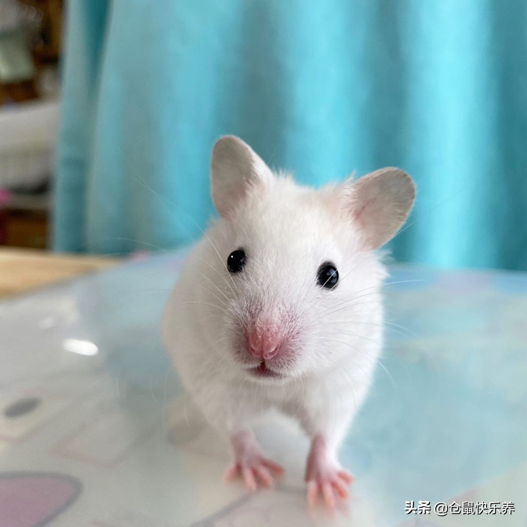 仓鼠“离家出走”是本性，经历过寒冷与饥饿后，鼠鼠选择了回笼