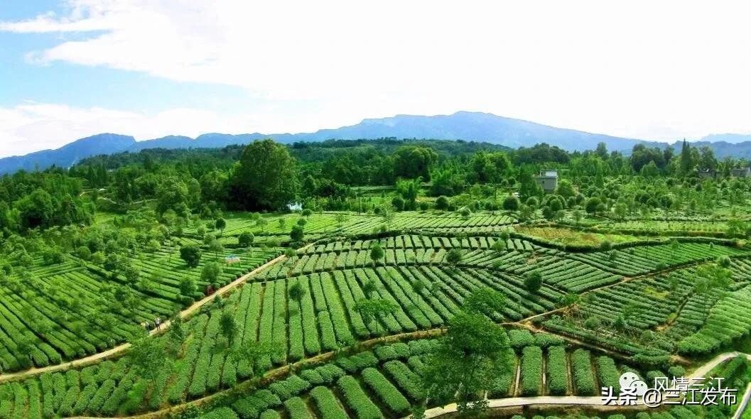 央视新闻报道三江,央视点评三江锅