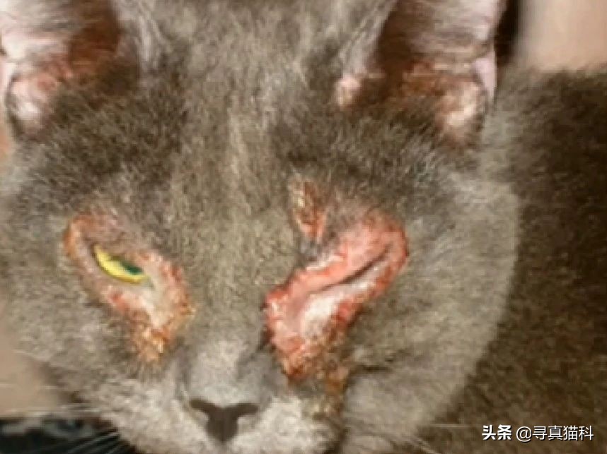 猫传染性上呼吸道感染,猫传染性鼻支气管炎