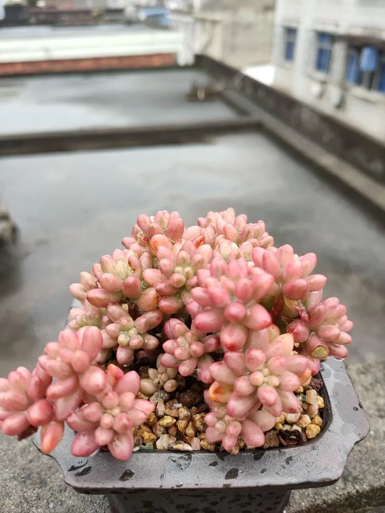 疫情期间在家欣赏多肉,疫情期间被多肉治愈