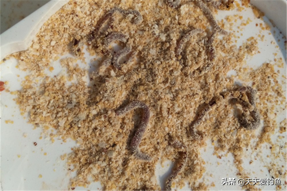 钓鱼蘸饵哪种最好,蘸饵方法