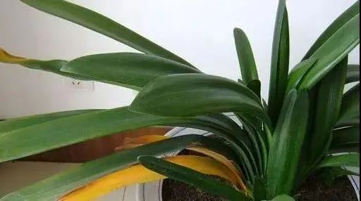 君子兰长歪了怎么矫正实图,君子兰整个长歪了怎么矫正