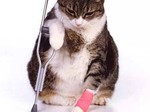 猫咪眼球抓伤流脓肿大,猫咪绝育伤口流脓