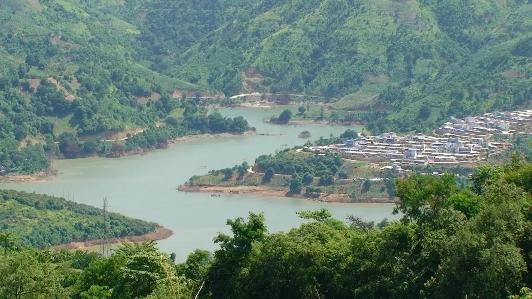 cop15的保护动物有哪些,cop15网红绿植