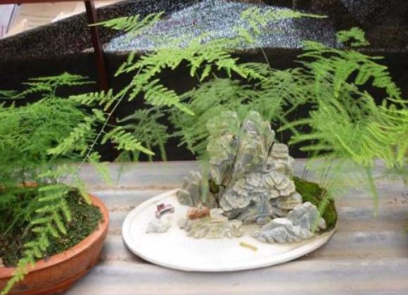 绿萝长得太旺盛可以在家里养吗,家里绿萝怎么养好看又不发臭