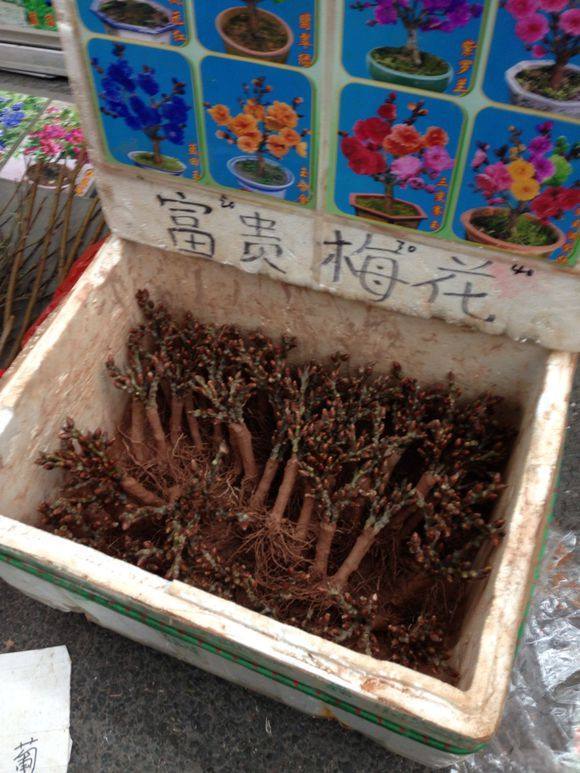 这八种花千万不要花钱购买了,碰到这4种花再漂亮也别买