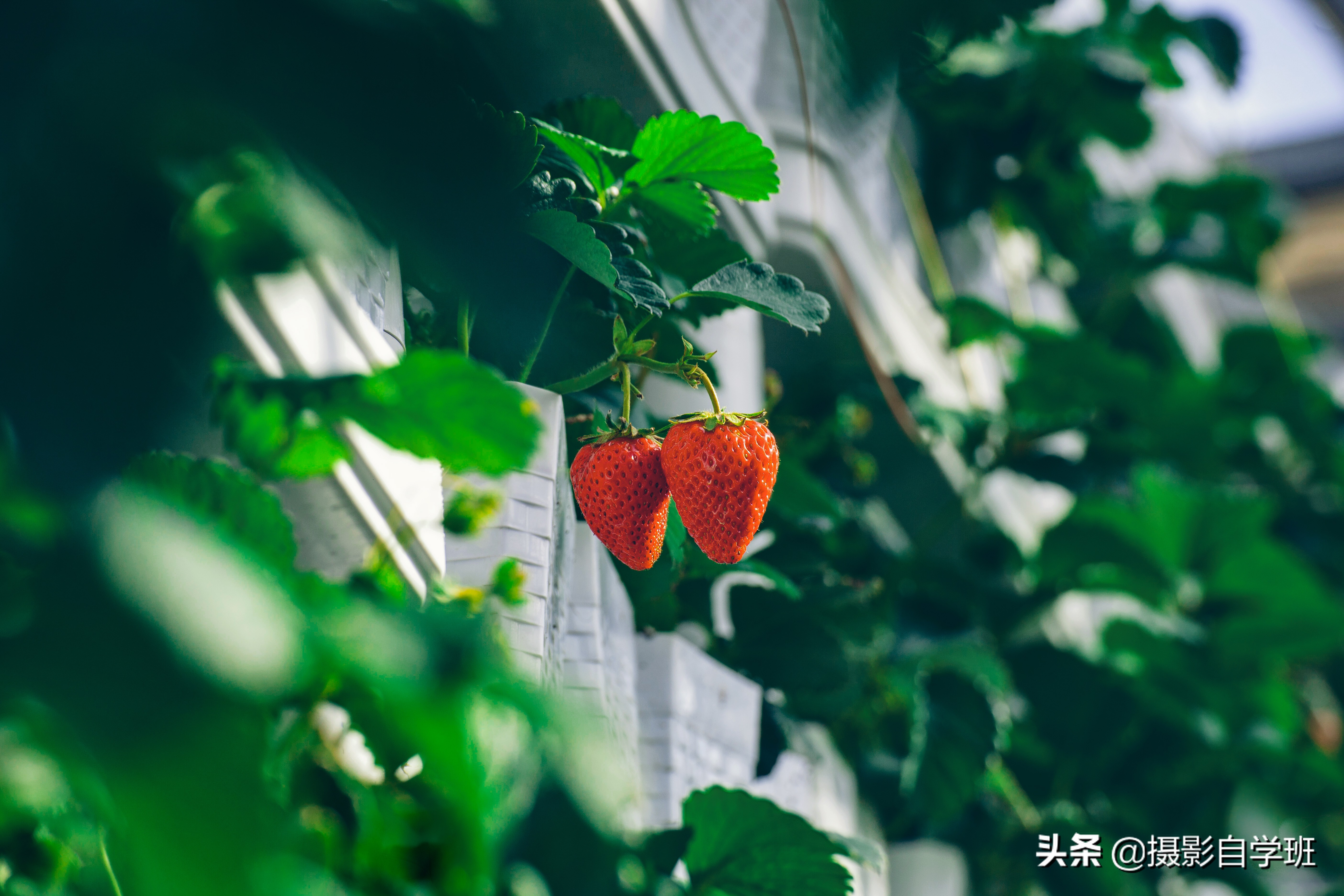 怎么拍出有质感的植物,如何拍出植物特别绿