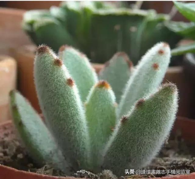 365种多肉图谱大全,365种鲜花图册大全