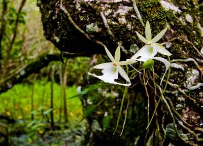世界上最贵的兰花是多少钱,最贵的兰花价格排行榜前十名