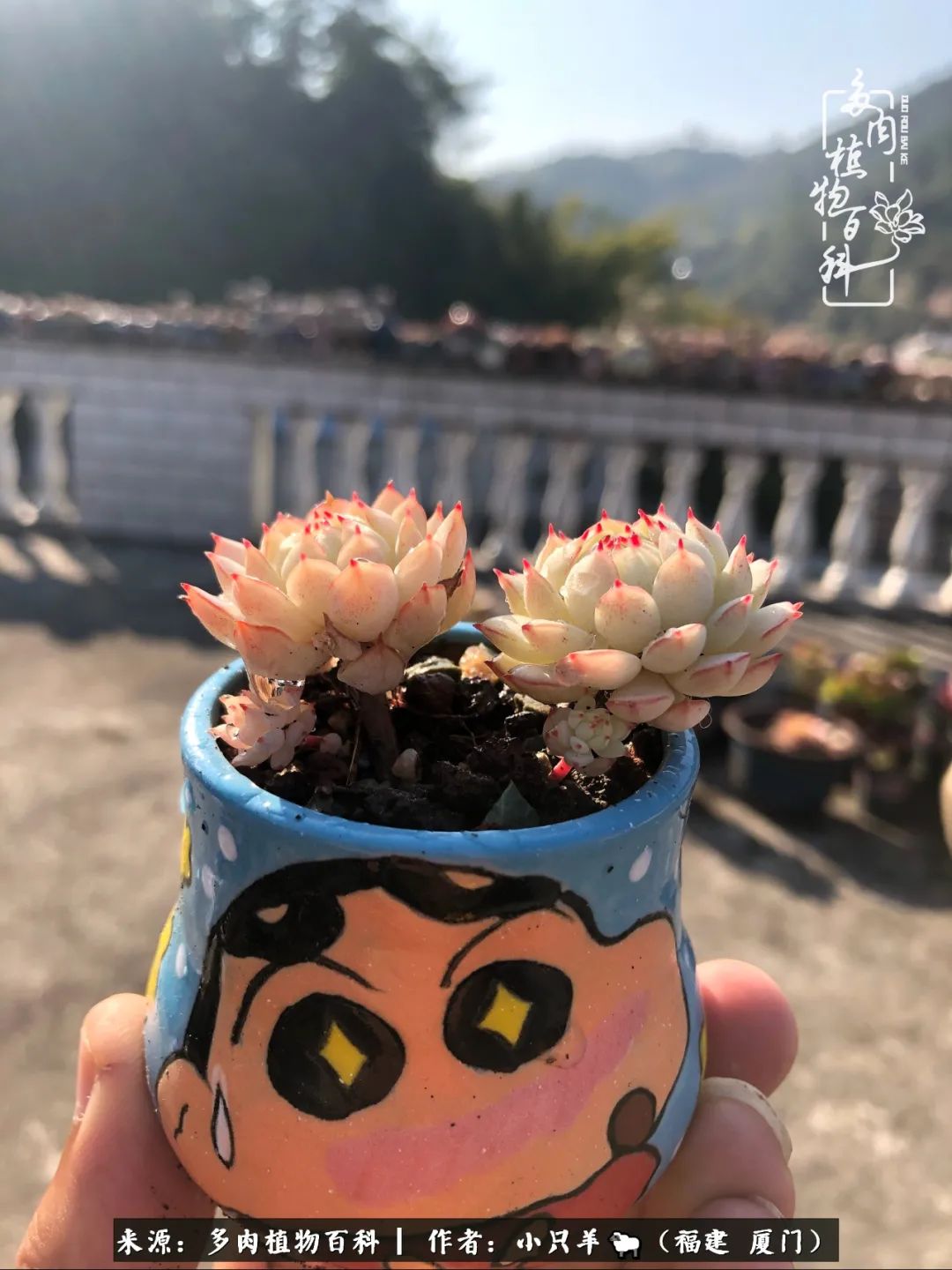 大城小爱:养多肉是个愉快的过程,种下去就有了无尽的期待