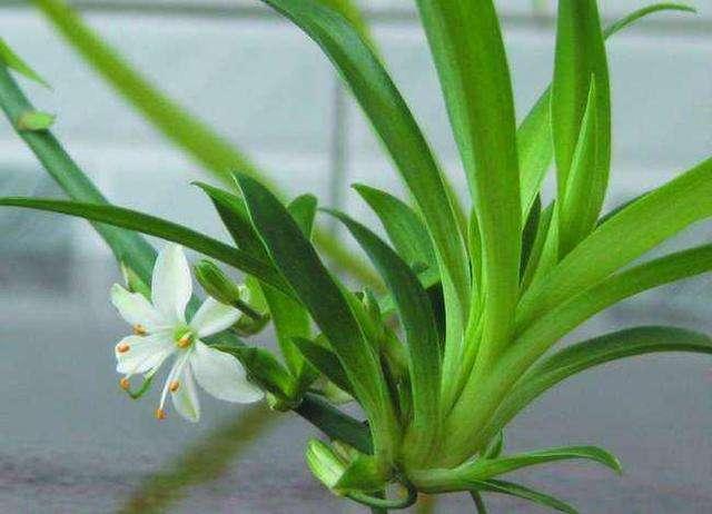 吊兰可以用什么代替施肥才能养好,吊兰剪头后怎么施肥