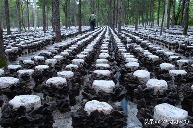 木耳种植技术和栽培方法,木耳种植技术全过程