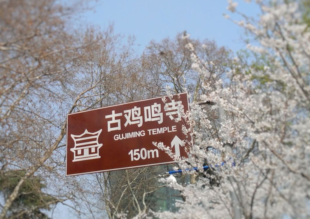 全球最大的樱花基地,全球最大樱花基地赏花时节已至