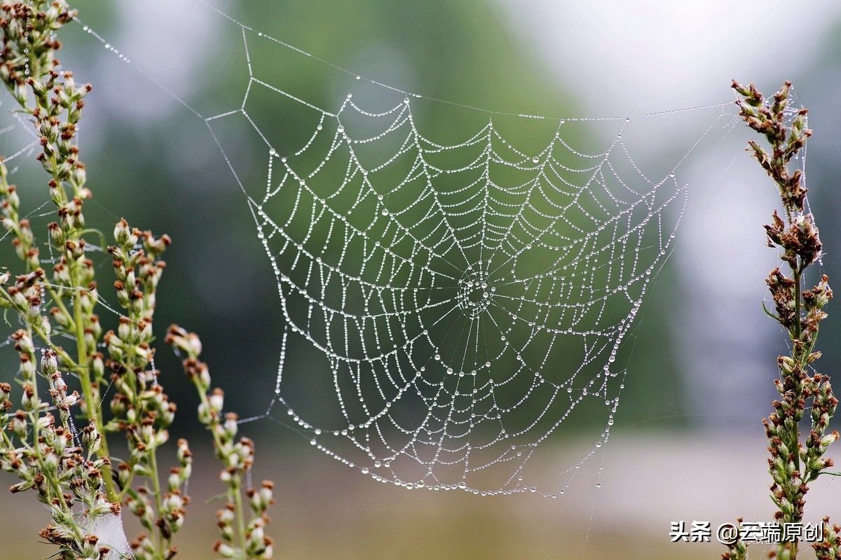 《蟢》-不是所有蜘蛛都可以叫蟢的