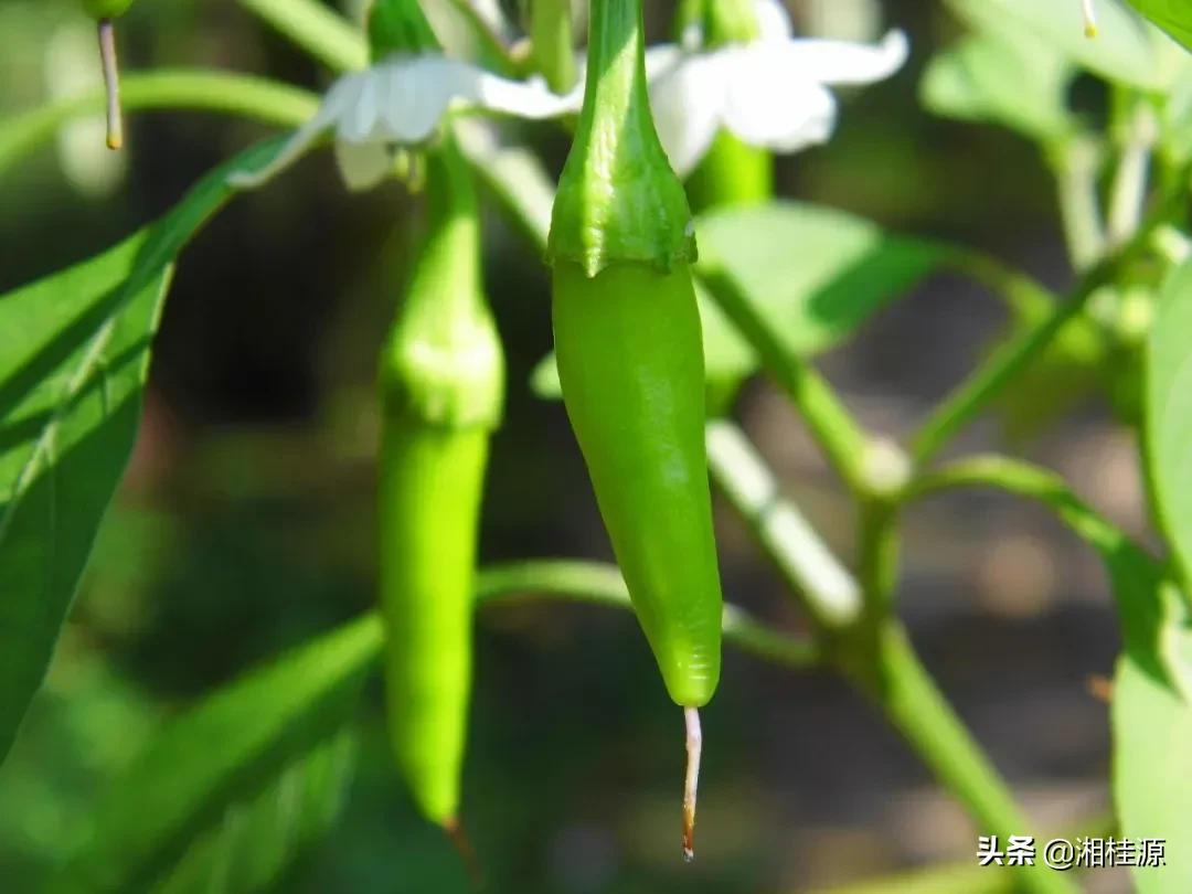 樟树港辣椒为什么那么贵,樟树港辣椒最正宗的做法