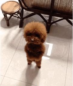 为什么这些狗狗当不了警犬，大型“反间计”现场