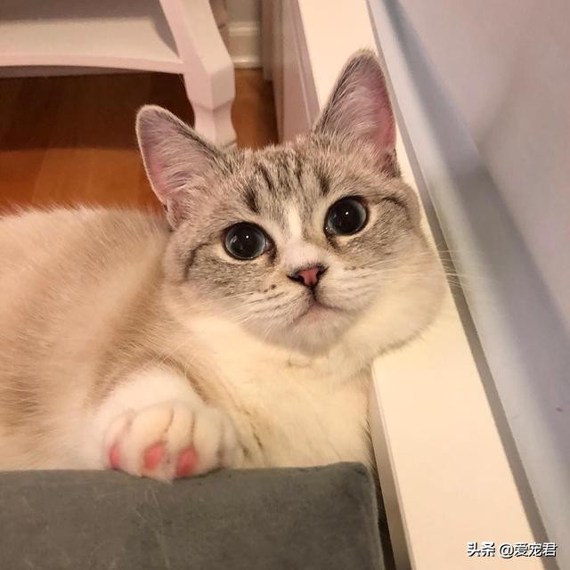 铲屎的时候猫就过来了,铲屎的时候猫咪会冲过来