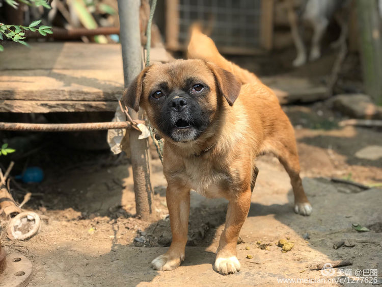 河南省新安县铁门镇沟头村支书,新安铁门镇沟头村