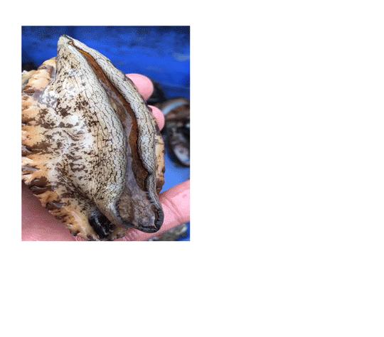 潮汕阿嫲土特产,潮汕应季热卖海鲜