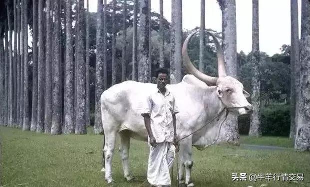 牛常见品种有哪些,牛的品种介绍及图片