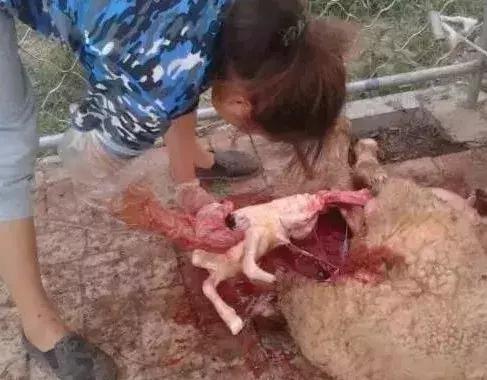 小羊羔死胎了怎么处理,羔羊死胎
