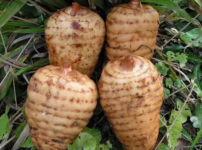 天麻的鉴别特征和功效,天麻的道地药材