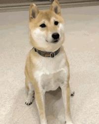 狗子在家来回踱步是什么原因,狗子为什么会很喜欢躲床底下睡觉