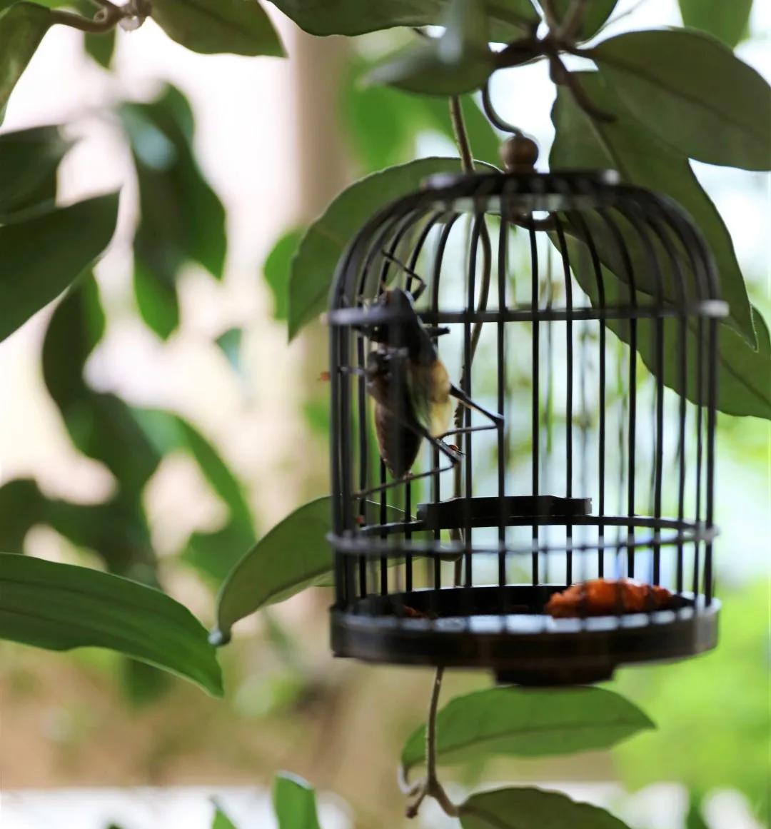 没花园怎么种花？从东北到广东，4位大神在室内种出植物园，绝美