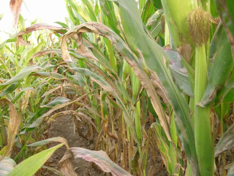 玉米斑病的症状和治疗方法,治疗玉米大斑病的特效药