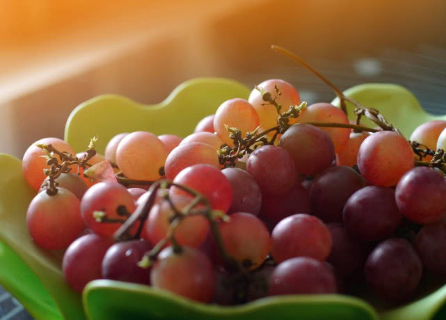 狗狗能吃桔子芦柑之类的水果吗,对狗狗来说这6种水果可致命