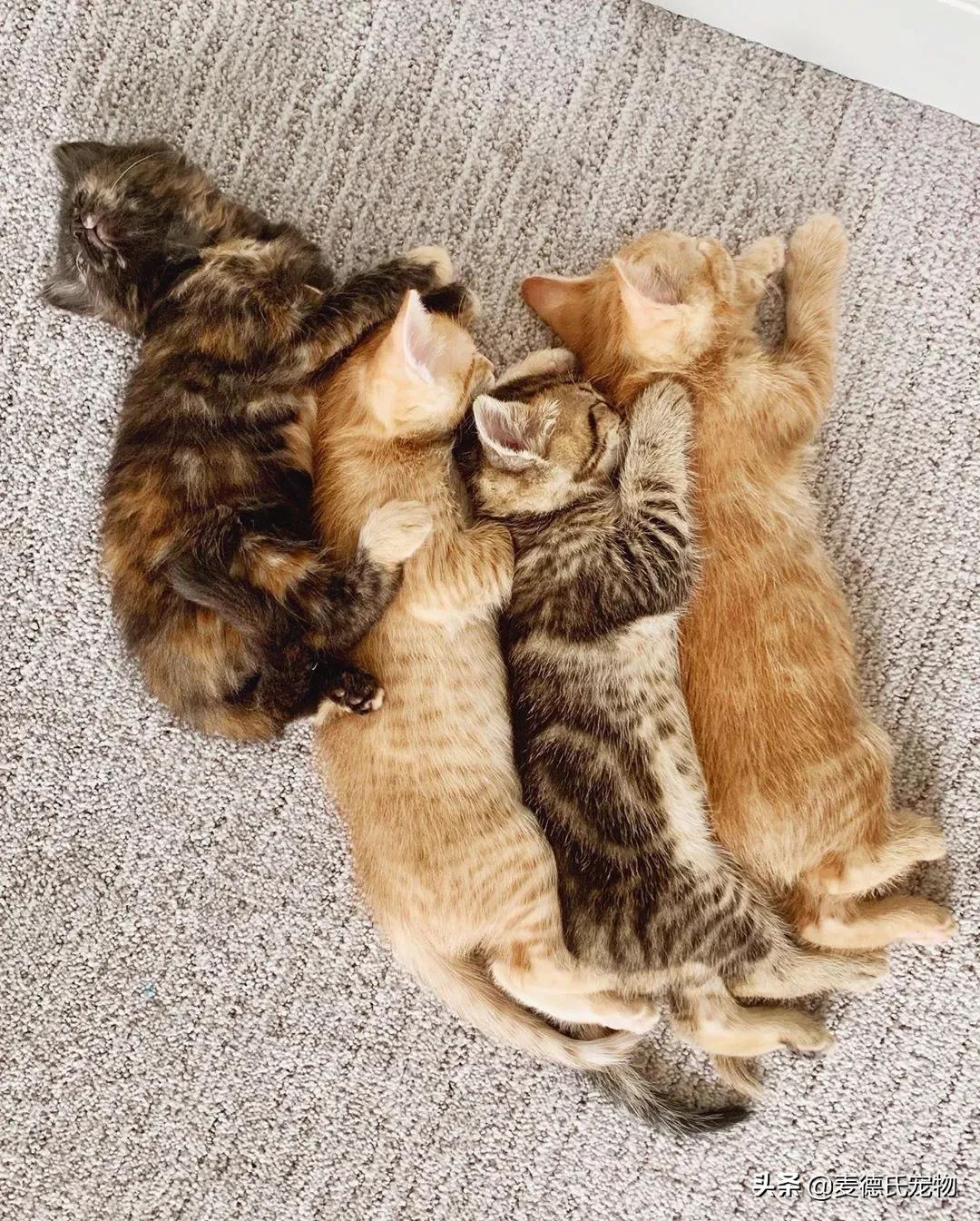 流浪猫猫赖到门口不走,流浪猫在我家门口赖着不走了