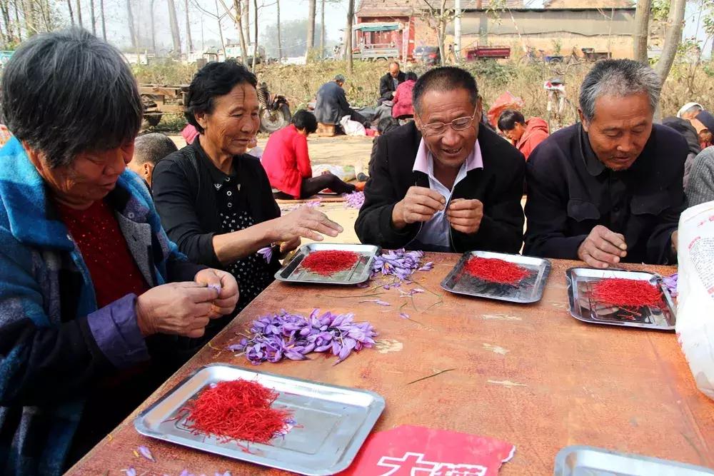 大蒜最好的新品种种子,大蒜种子大全100款